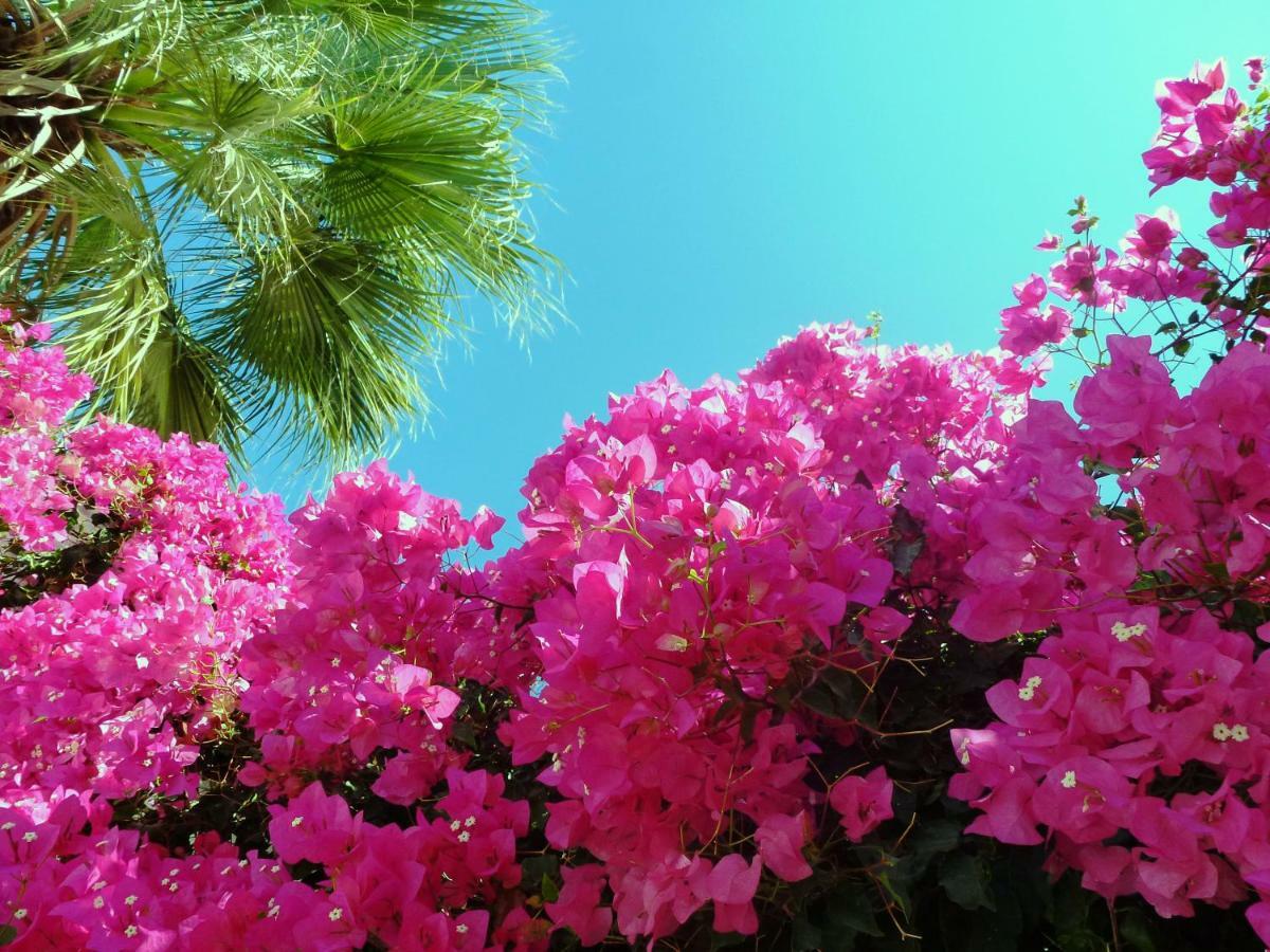 Bougainvillea Suites Kamari  Exterior photo
