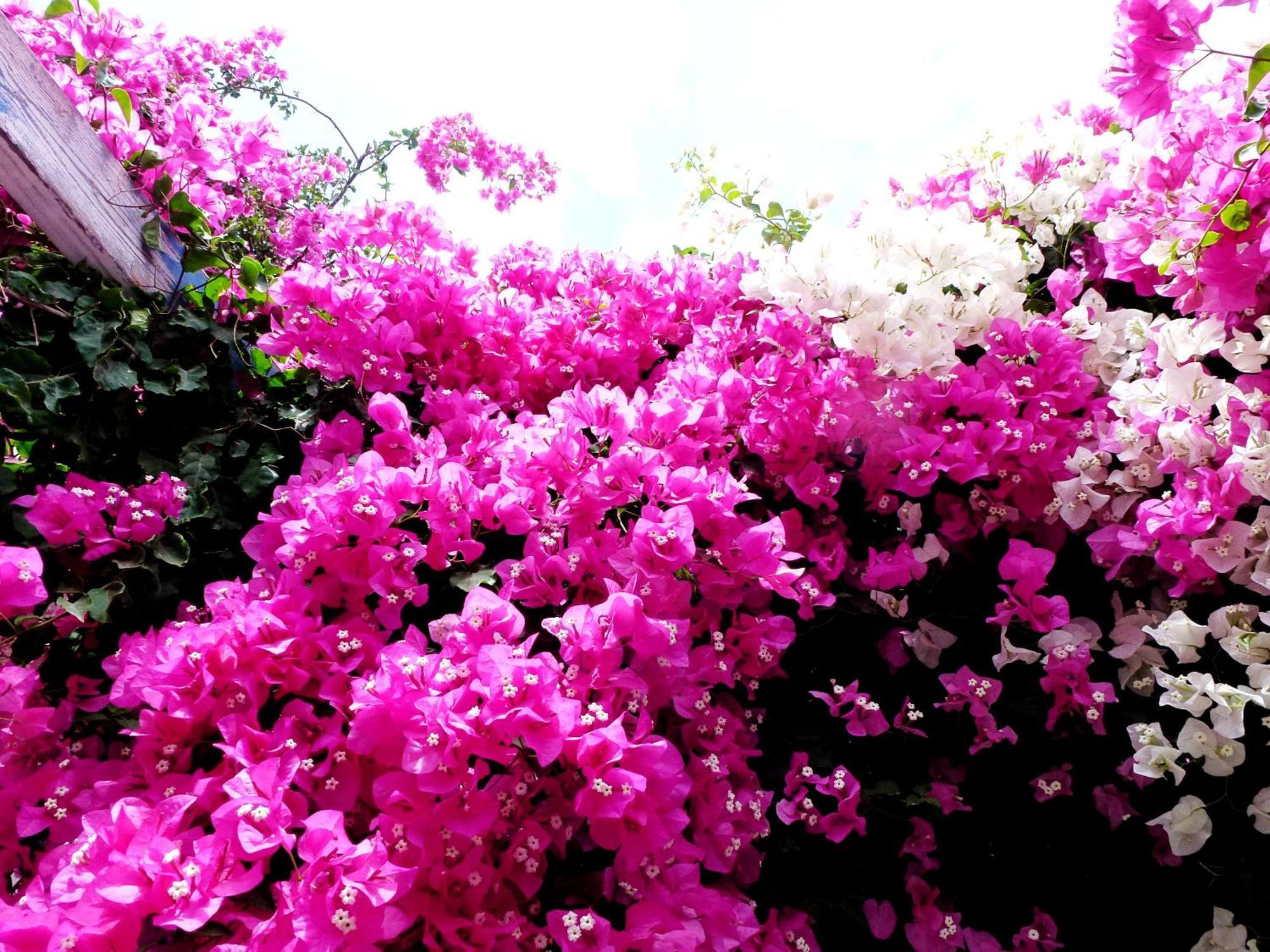 Bougainvillea Suites Kamari  Exterior photo